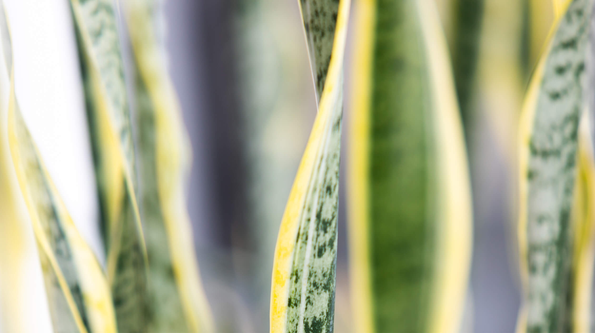 Close up on the leaves of an office plant